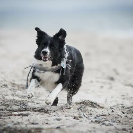 White Pearl 4 05 Apartment Timmendorfer Strand