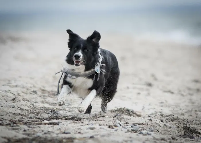 White Pearl 4 05 Lägenhet Timmendorfer Strand